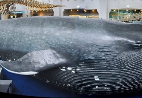 Blue whale